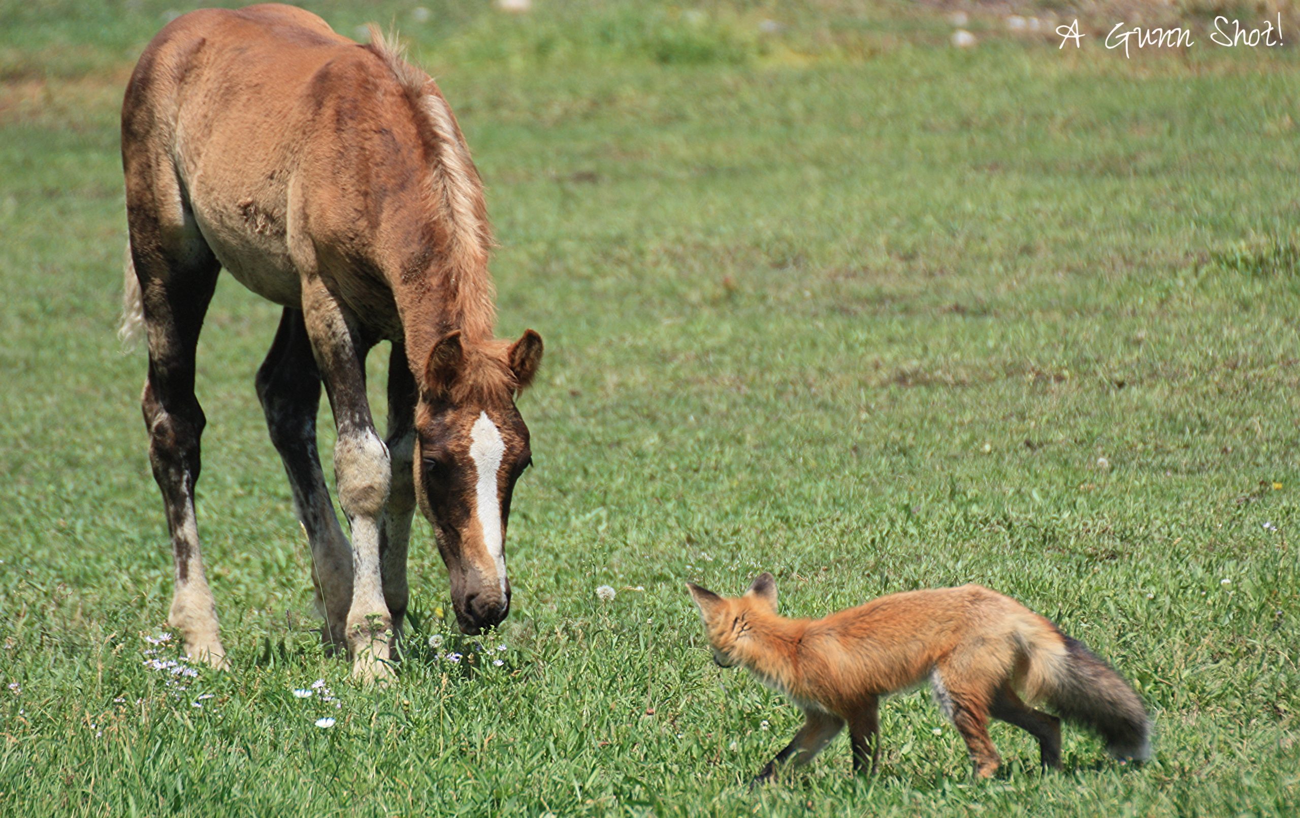 Horse And A Fox