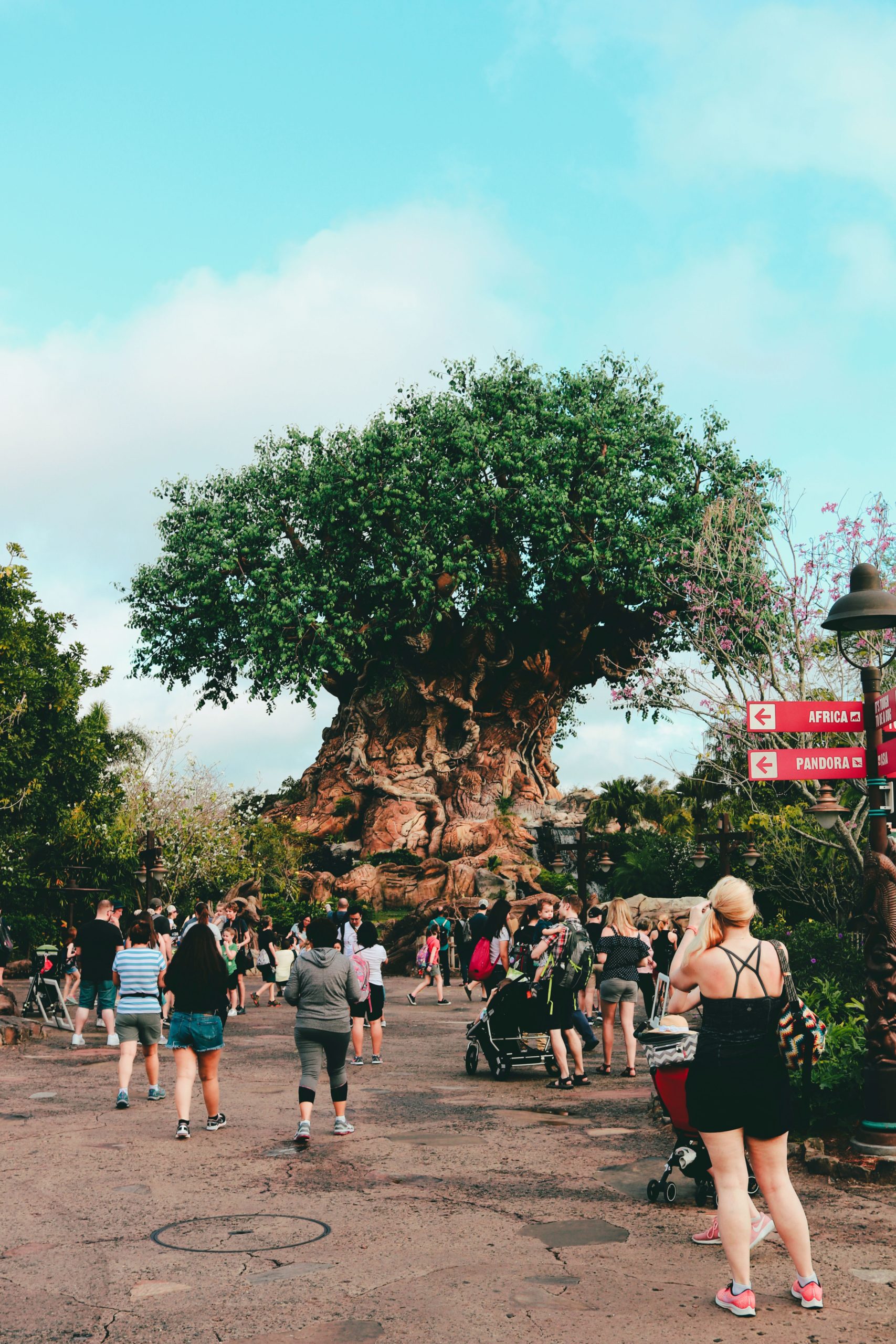 Tree of Life at Walt Disney World