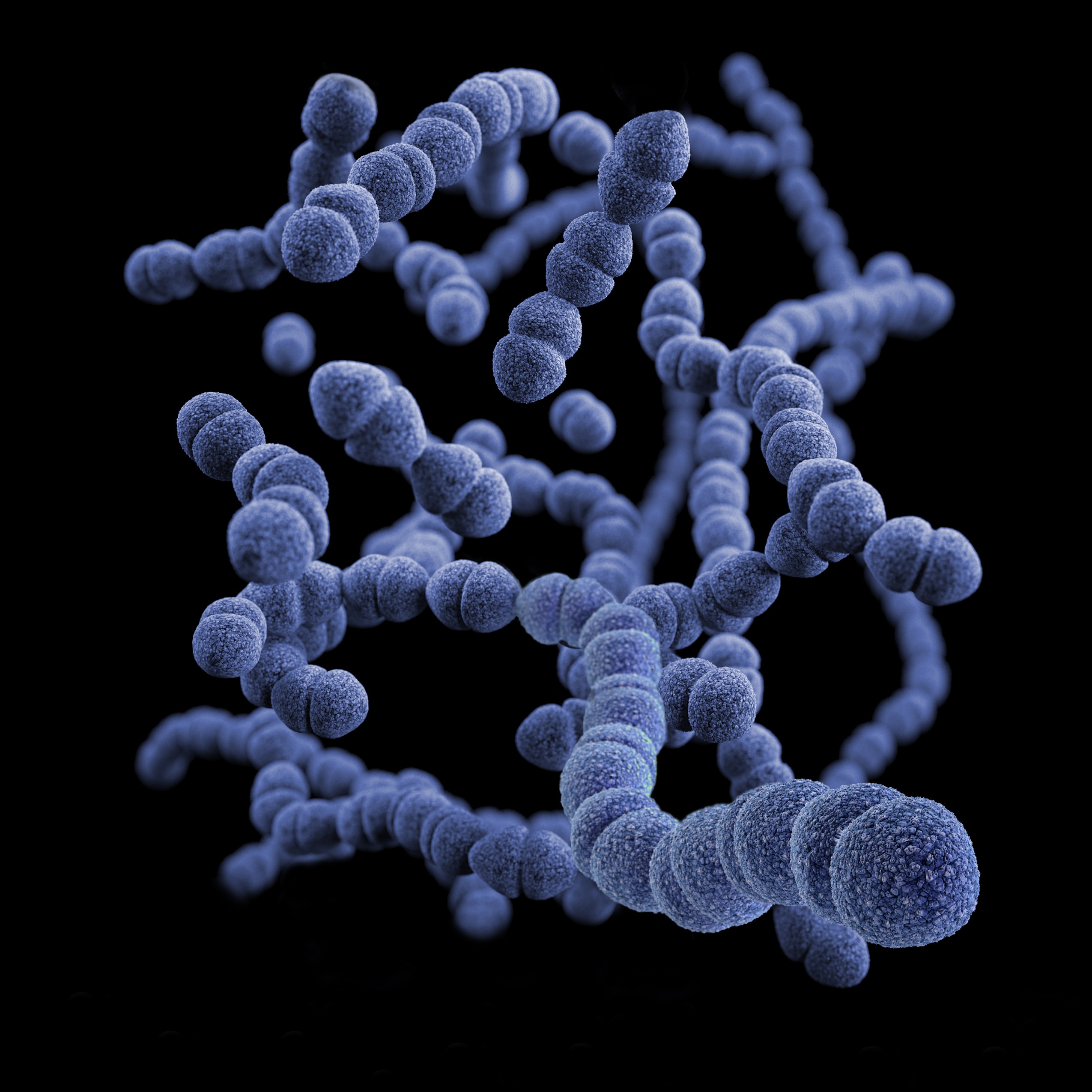 Bacteria (Streptococcus pneumoniae)